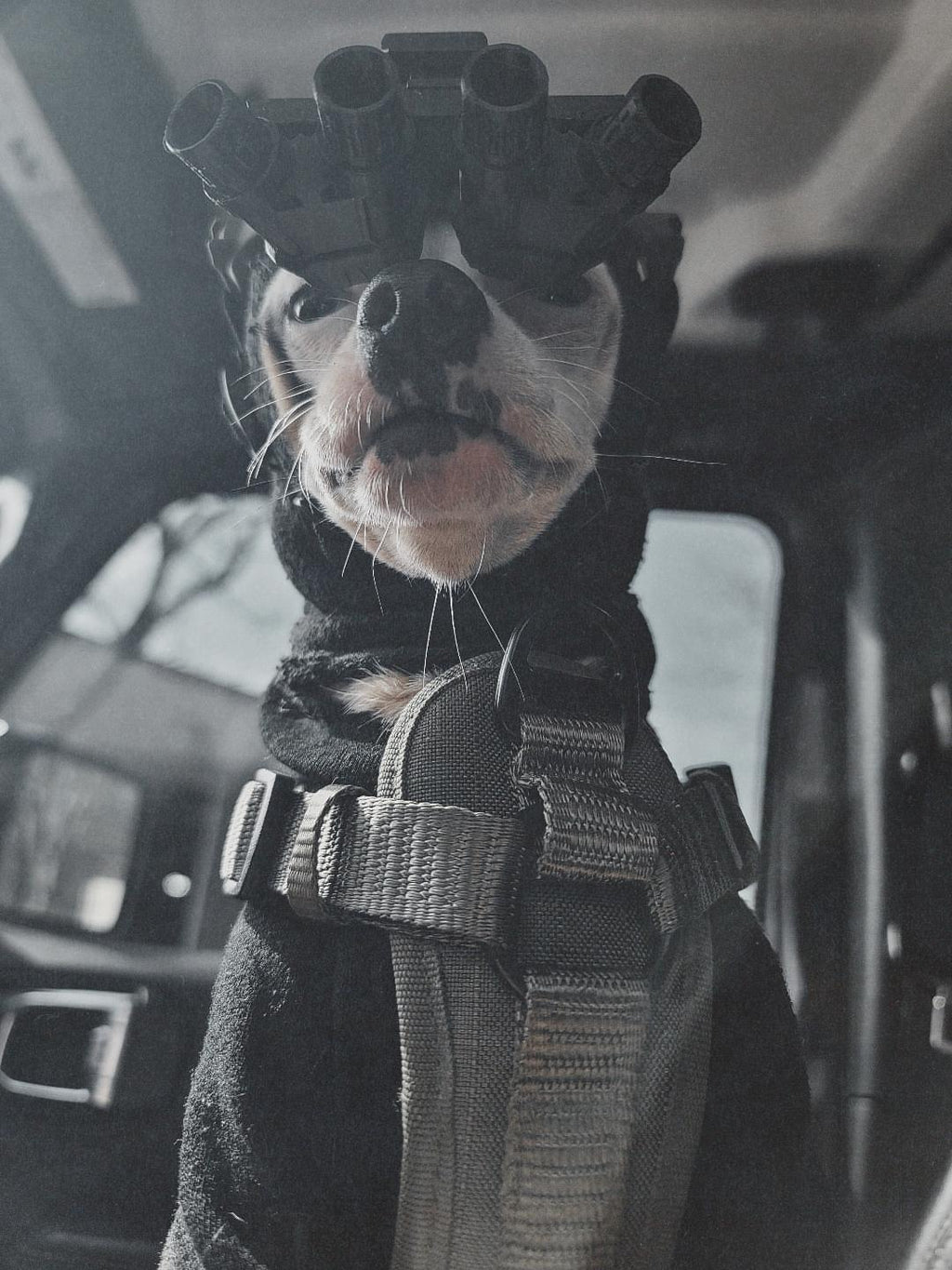 Gravity Tactical - Feline Division Kibble6 Nods